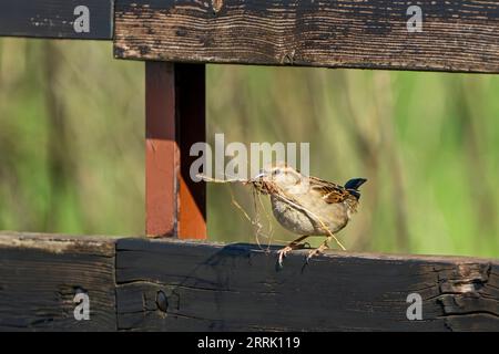 Der Hausspatzen, auch Spatzen oder Hausspatzen genannt, ist eine Vogelart aus der Familie der Spatzen und einer der bekanntesten und am weitesten verbreiteten Singvögel, Sonthofen Stockfoto