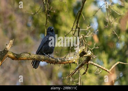 Die Raben-Krähe (Corvus corone) ist eine Vogelart aus der Familie der Corvidae (Corvidae) in Sonthofen Stockfoto