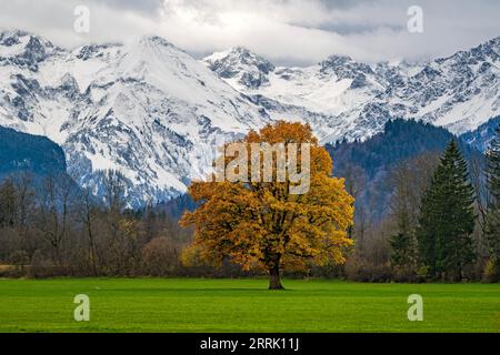 Eiche mit Herbstlaub auf grüner Wiese im Illertal bei Altstädten, Sonthofen Stockfoto