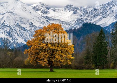 Eiche mit Herbstlaub auf grüner Wiese im Illertal bei Altstädten, Sonthofen Stockfoto