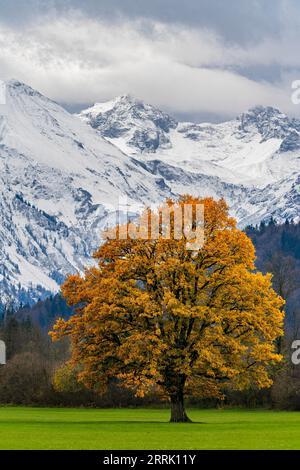 Eiche mit Herbstlaub auf grüner Wiese im Illertal bei Altstädten, Sonthofen Stockfoto