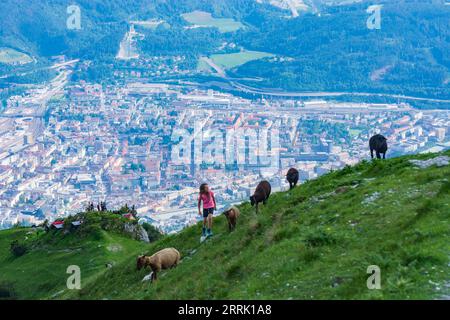 Innsbruck, Blick von der Seegrube auf die Nordkette (Inntalkette) nach Innsbruck Stadt, Schafe in der Region Innsbruck, Tirol, Österreich Stockfoto