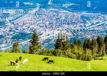 Innsbruck, Blick von der Seegrube auf die Nordkette (Inntalkette) nach Innsbruck Stadt, Schafe in der Region Innsbruck, Tirol, Österreich Stockfoto