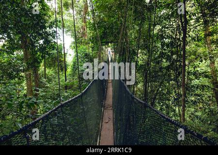 Baldachin im National Kinabalu Park, Taman Negara Kinabalu, in Sabah, Malaysia Stockfoto