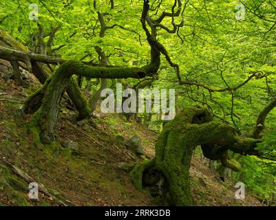 Skurrile Baumformen am Berghang, Hagenstein, Kellerwald Nationalpark Stockfoto