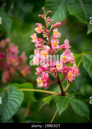 Rosskastanie mit roten Blüten (Aesculus rubicunda) Stockfoto