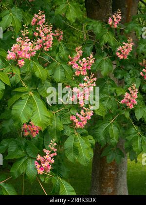 Rosskastanie mit roten Blüten (Aesculus rubicunda) Stockfoto