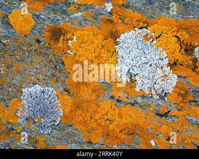 Moose und Flechten auf Fels Stockfoto