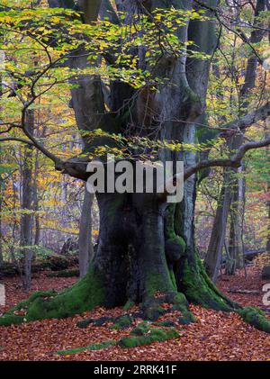 Buche im Herbst, Urwald Sababurg, Reinhardswald Stockfoto