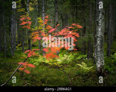 Bergasche und Farne im Licht, Herbst im Hiidenportti-Nationalpark, Finnland Stockfoto