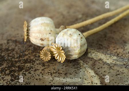 Getrocknete Mohnkapseln und Samen, Nahaufnahme von Fruchtkapseln Stockfoto