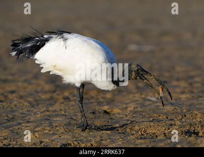 Afrikanische Heilige Ibis (Threskiornis aethiopicus), die sich von Schlammgarnelen ernähren, Bot River Lagune, Overberg, Südafrika. Stockfoto