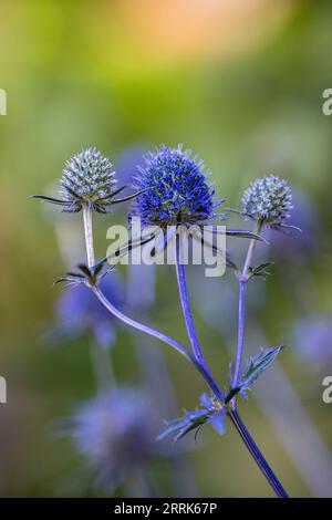 Bläuliche Blüten von Erddistel (Echinops), Bokeh Stockfoto