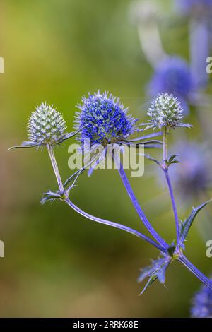 Bläuliche Blüten von Erddistel (Echinops), Bokeh Stockfoto