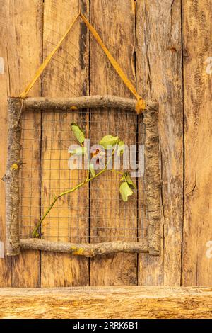 Dekorativer Holzrahmen aus Zweigen auf hölzernem Hintergrund mit Zweig der verwelkten Rose, Dekorationsidee, Geschenkidee, Naturdekoration Stockfoto