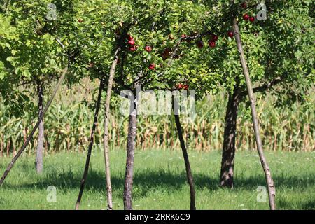 Die ersten Früchte auf einem noch jungen Baum Stockfoto