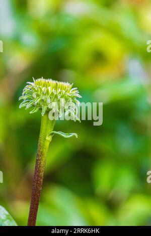 Violetter Coneflower, Echinacea purpurea, Knospe, Nahaufnahme Stockfoto