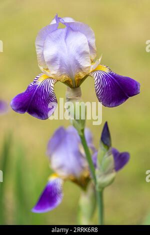 Sibirische Iris, Iris sibirica, violette Blumen, Nahaufnahme Stockfoto