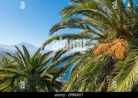 Teneriffa, El Sauzal, Parque los Lavaderos, Park, Palmen, Blick auf den Teide Stockfoto