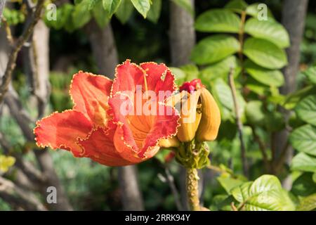 Teneriffa, Kanarische Insel, Vegetation, Garten, afrikanische Tulpe, Spathodea campanulata, blühen Stockfoto
