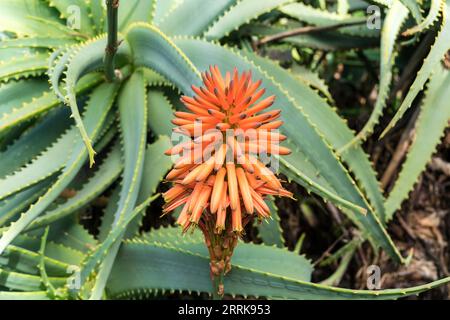 Teneriffa, Kanarische Insel, Garten, blühende echte Aloe, Aloe Vera Stockfoto