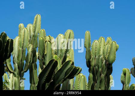 Teneriffa, kanarische Insel, Vegetation, kanarischer Drang Stockfoto