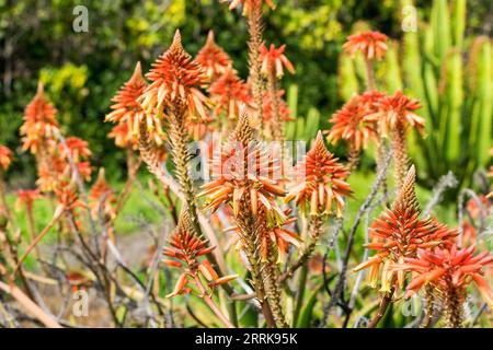 Teneriffa, Kanarische Insel, Garten, blühende echte Aloe, Aloe Vera Stockfoto