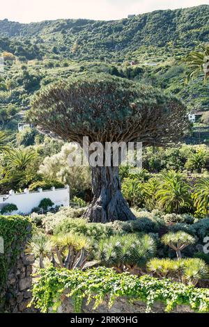 Teneriffa, Icod de los Vinos, Parque del Drago, Drachenbaum Stockfoto