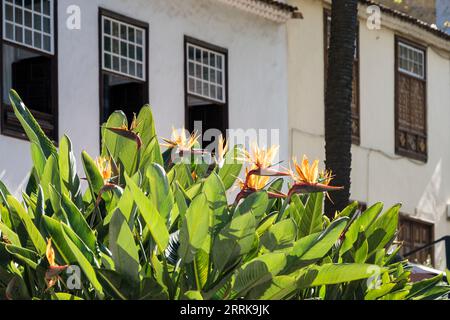 Teneriffa, Icod de los Vinos, Strelitzias Stockfoto