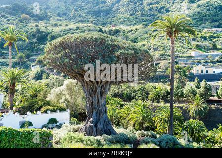 Teneriffa, Icod de los Vinos, Parque del Drago, Drachenbaum Stockfoto
