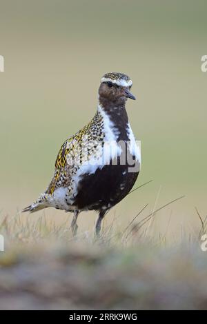 Goldplover (pluvialis apricaria) in Tundragras, Island Stockfoto