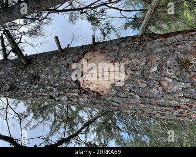 Geschnitztes Herz in Baum, Baumrinde, Natur, Frühling, Sonne, Natur, Region Zugspitz, Garmisch-Partenkirchen, Oberbayern, Deutschland Stockfoto