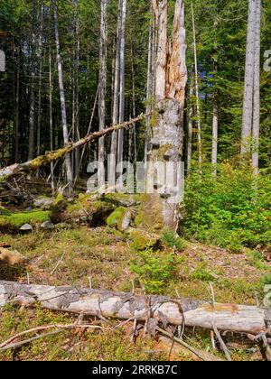 Bergwald mit Totholz im Isarwinkel, Jachenau, Stockfoto