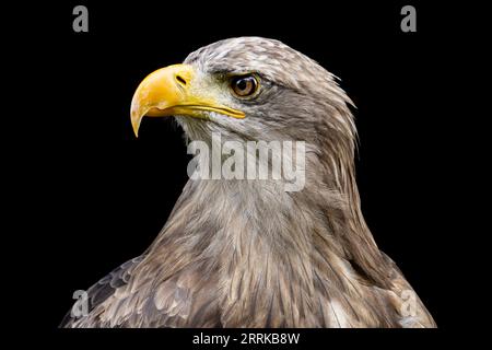 Seeadler auf schwarzem Hintergrund. Stockfoto