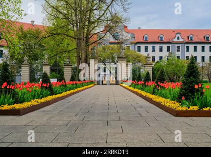 Garten, Park, Parkgebiet, Altstadt, Altstadt, historische Altstadt, Sehenswürdigkeiten, schöner Ort, Tulpe, Pfad, Gartenanlage, Bett, Tulpenbett, Grünanlage, Fürstbischöfliche Residenz, Garten der Residenz Stockfoto