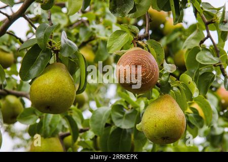 Verfaulte Birne am Obstbaum, Monilia laxa - Monilinia laxainfestation, Pflanzenkrankheit. Fruchtpflanzenkrankheit. Stockfoto