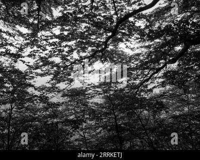 Abenddämmerung im Nationalpark Jasmund in der Nähe des Nationalparkzentrums am Königsstuhl. Stockfoto