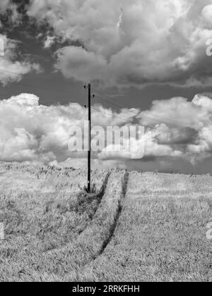 Getreidefeld im Wittelsbacher Gebiet. Stockfoto