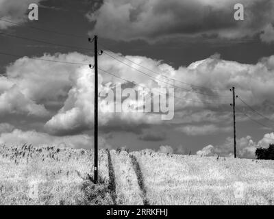 Getreidefeld im Wittelsbacher Gebiet. Stockfoto