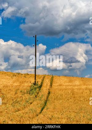 Getreidefeld im Wittelsbacher Gebiet. Stockfoto