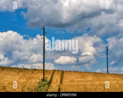 Getreidefeld im Wittelsbacher Gebiet. Stockfoto