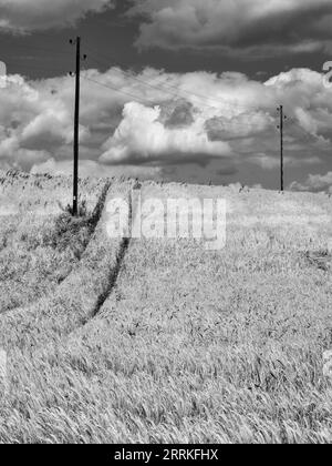 Getreidefeld im Wittelsbacher Gebiet. Stockfoto