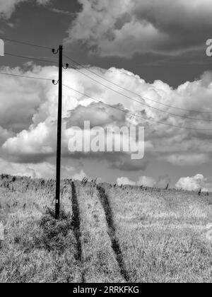 Getreidefeld im Wittelsbacher Gebiet. Stockfoto