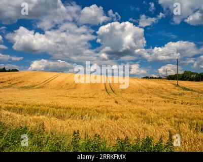 Getreidefeld im Wittelsbacher Gebiet. Stockfoto