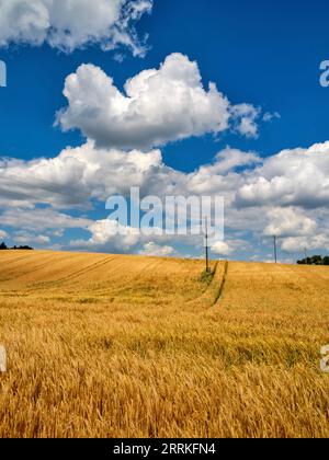 Getreidefeld im Wittelsbacher Gebiet. Stockfoto