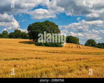 Getreidefeld im Wittelsbacher Gebiet. Stockfoto