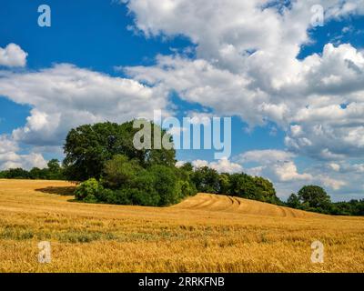 Getreidefeld im Wittelsbacher Gebiet. Stockfoto