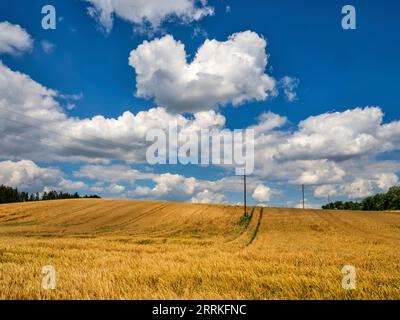 Getreidefeld im Wittelsbacher Gebiet. Stockfoto