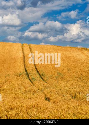 Getreidefeld im Wittelsbacher Gebiet. Stockfoto