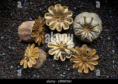 Mohnsamen, Samenkapseln in verschiedenen Farben und getrocknete Fruchtkapseln, Makroaufnahme Stockfoto